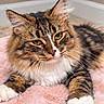 cat, longhaired_cat, tabby, fluffy, furry, brown, black, white, green_eyes, animal, pet, whiskers, ears, paws, lying_down, pink_blanket, indoor, cozy, portrait, closeup