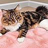 Sushi joined the competition — help win amazing prizes! cat, long_hair, fluffy, tabby, brown, black, white, pink_blanket, indoors, pet, animal, feline, whiskers, green_eyes, pointed_ears, bushy_tail, lying_down, cozy, portrait, home