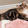 Sushi joined the competition — help win amazing prizes! cat, long_hair, fluffy, tabby, calico, white_paws, whiskers, green_eyes, animal, pet, feline, lying_down, relaxed, pink_blanket, indoor, bedroom, carpet, wall, portrait, cute