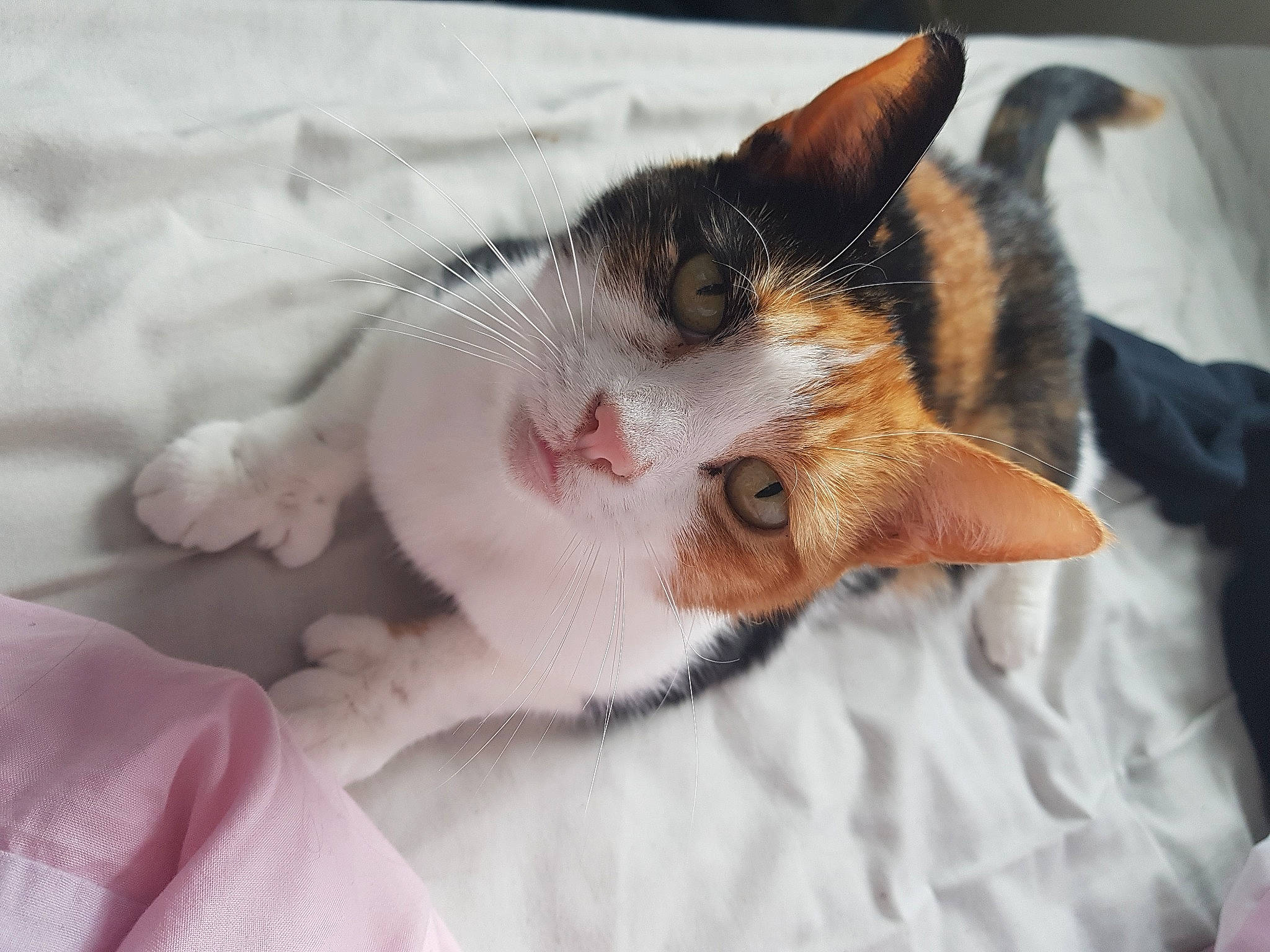 Millie joined the competition — help win amazing prizes! carnivore, cat, claw, comfort, domestic_short_haired_cat, eyelash, felidae, fur, human_leg, linens, nap, paw, sleep, small_to_medium_sized_cats, snout, tail, whiskers