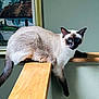 siamese_cat, cat, blue_eyes, wooden_railing, lounging, indoor, painting, framed_art, feline, pet, animal, fur, resting, portrait, looking_at_camera, whiskers, ears, tail, house_painting, cozy