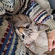 Aska participe au concours pour gagner de l'argent avec cette photo : animal, blanket, cat, closeup, comfort, cozy, ears, feline, fur, hand, human, indoor, knitted_sweater, patterned_clothing, pet, relaxed, resting, sleepy, soft, whiskers
