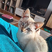 Aska participe au concours pour gagner de l'argent avec cette photo : kitten, cat, blue_eyes, indoor, blanket, turquoise, sunlight, furniture, television, shelf, cozy, pet, cute, fur, whiskers, ears, closeup, animal, home, relaxing