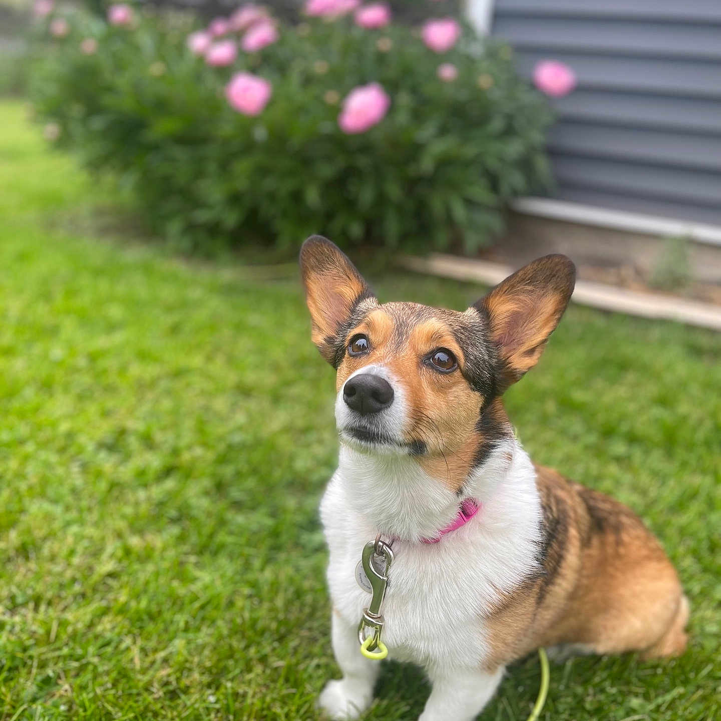 Phoebe is registered to the contest to win money with this photo: animal, background, canine, collar, corgi, cute, daylight, dog, ears, flowers, fur, garden, grass, greenery, house, leash, nature, outdoor, pet, sitting