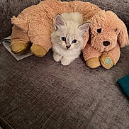 Makya is registered to the contest to win money with this photo: kitten, cat, plush_toy, dog_pillow, sofa, furniture, indoor, cute, pet, animal, soft_texture, white_fur, blue_eyes, cozy, resting, closeup, small, young, companion, comfort