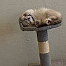 Makya joined the competition — help win amazing prizes! cat, sleeping, cat_tree, fluffy, pet, indoor, feline, resting, fur, cozy, relaxed, animal, paw, cute, domestic_animal, whiskers, tabby, mammal, soft, calm