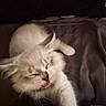 cat, feline, tongue_out, stretching, fluffy, pet, indoor, cozy, blanket, paw, cute, animal, sleepy, whiskers, fur, close_up, relaxing, domestic, playful, mammal