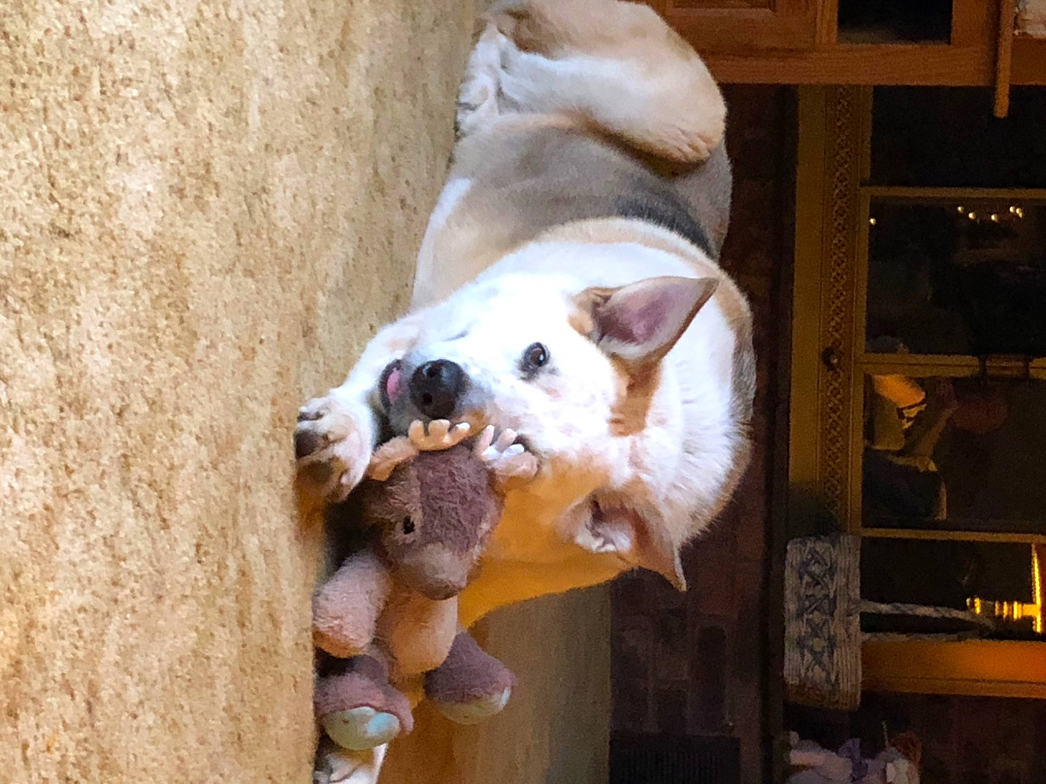 Zeus joined the competition — help win amazing prizes! canidae, carnivore, fawn, snout