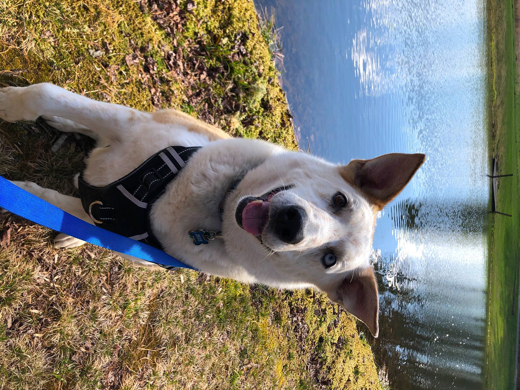 Zeus joined the competition — help win amazing prizes! canidae, carnivore, dog, dog_breed, fawn, mammal, non_sporting_group, nose, snout, sporting_group