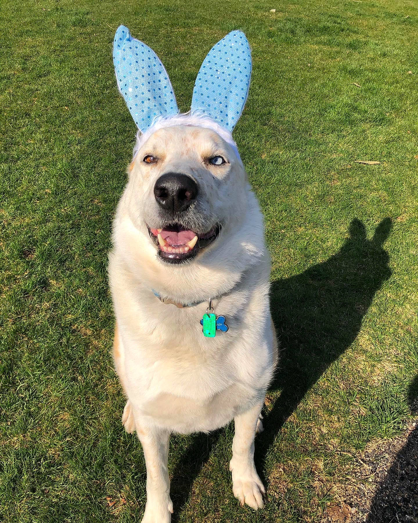 Zeus is registered to the contest to win money with this photo: australian_cattle_dog, berger_blanc_suisse, canidae, carnivore, dog, dog_breed, fawn, grass, mammal, norwegian_elkhound, nose, snout, sporting_group, tail, vertebrate, white_shepherd