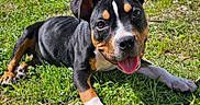 Hoss is registered to the contest to win money with this photo: animal, black, brown, closeup, cute, dog, ears, eyes, grass, happy, lying_down, nature, outdoor, pet, playful, puppy, summer, sunlight, tongue, white