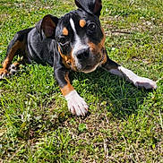 Hoss is registered to the contest to win money with this photo: animal, black, brown, closeup, cute, dog, ears, expression, face, grass, lying_down, nature, outdoor, paw, pet, playful, puppy, sunlight, white, young