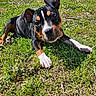 animal, black, brown, closeup, cute, dog, ears, expression, face, grass, lying_down, nature, outdoor, paw, pet, playful, puppy, sunlight, white, young