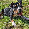 animal, black_fur, brown_fur, closeup, cute, dog, ears, grass, happy, lying_down, nature, outdoor, paw, pet, playful, puppy, sunlight, tongue_out, white_fur, young