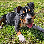 Hoss is registered to the contest to win money with this photo: puppy, dog, grass, outdoor, sunny, animal, pet, cute, playful, tongue_out, ears_up, happy, nature, mammal, young_dog, canine, closeup, daylight, greenery, smiling