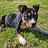 animal, black_coat, brown_coat, closeup, collar, cute, dog, grass, happy, lying_down, nature, outdoor, pet, playful, puppy, summer, sunlight, tongue_out, white_paw, young_dog