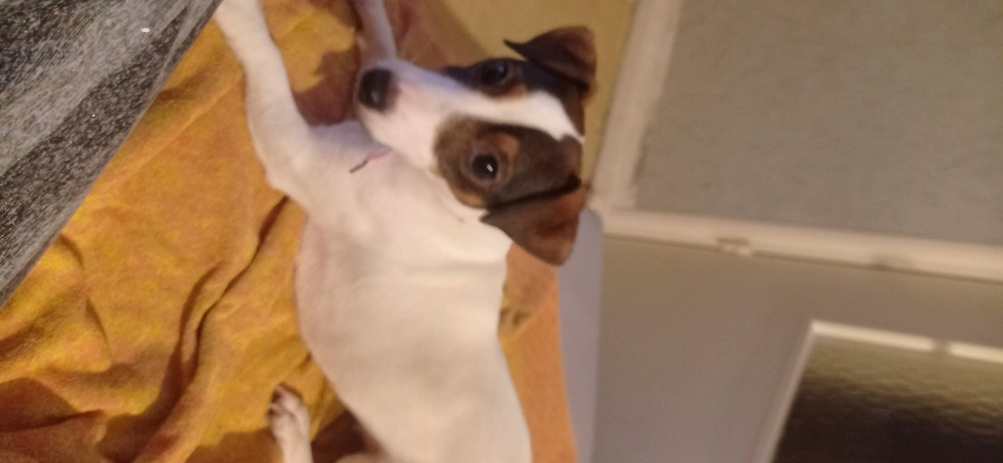 Shanelle participe au concours pour gagner de l'argent avec cette photo : canidae, carnivore, comfort, companion_dog, dog, dog_breed, ear, fawn, fur, hardwood, non_sporting_group, paw, puppy, snout, sporting_group, toy_dog, whiskers, wood, working_animal