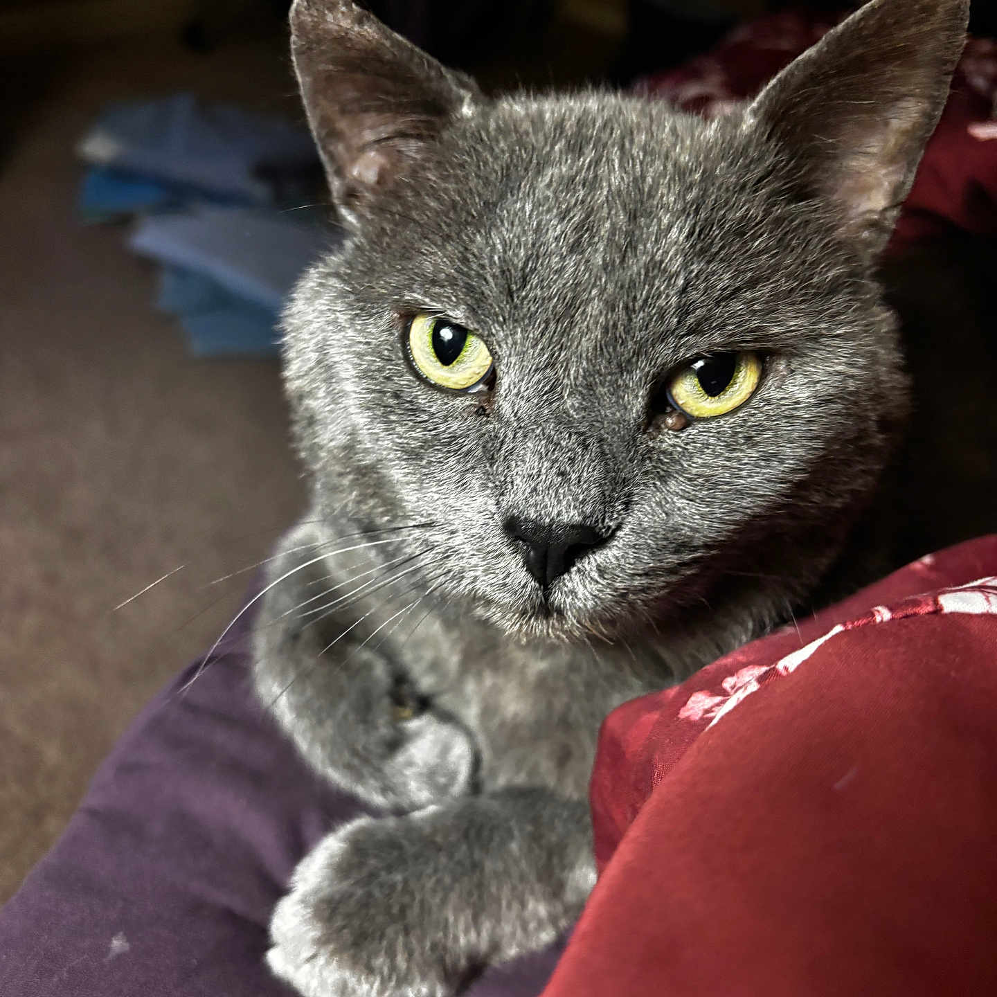 My Son joined the competition — help win amazing prizes! animal, background_blur, cat, close_up, cute, domestic_cat, feline, fur, grey_cat, indoor, looking, mammal, pet, portrait, purple_surface, red_blanket, resting, soft_light, whiskers, yellow_eyes
