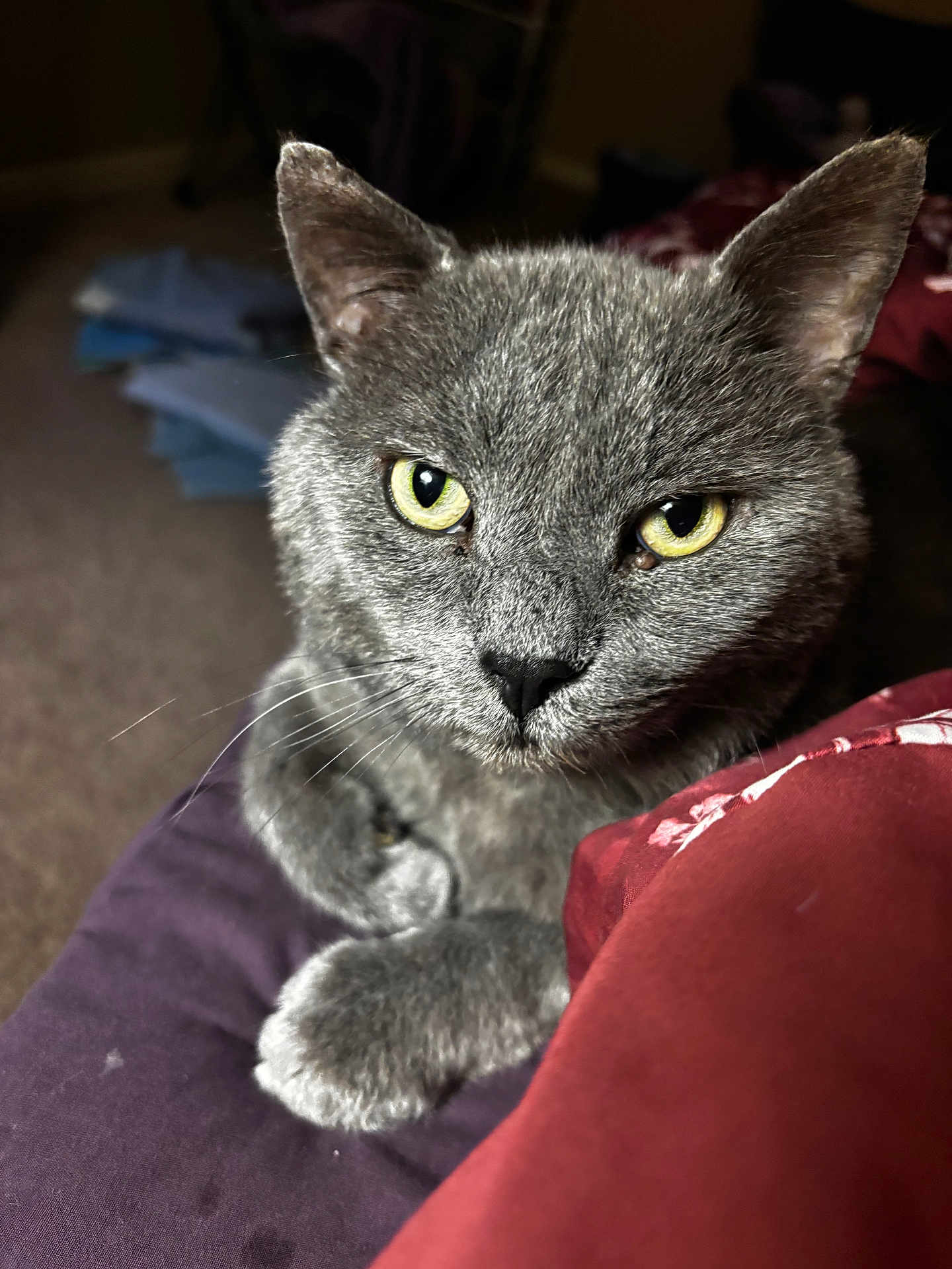 My Son joined the competition — help win amazing prizes! cat, grey_cat, close_up, yellow_eyes, fur, whiskers, pet, indoor, resting, purple_surface, red_blanket, animal, portrait, looking, cute, feline, soft_light, background_blur, domestic_cat, mammal