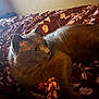 My Son joined the competition — help win amazing prizes! cat, gray_cat, pet, animal, fur, bed, blanket, patterned_blanket, indoor, cozy, relaxed, resting, feline, cute, whiskers, ears, eyes, soft_light, home, comfort