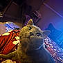 My Son is registered to the contest to win money with this photo: cat, gray_cat, pet, indoor, blanket, bedroom, furniture, curious, wide_eyes, soft_lighting, cozy, carpet, chair, shelf, household, animal, mammal, fur, whiskers, relaxed