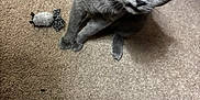My Son is registered to the contest to win money with this photo: cat, gray_cat, carpet, toy_mouse, laundry_basket, indoor, pet, curious, feline, floor, door, animal, whiskers, ears, eyes, paws, household, domestic, closeup, looking_up
