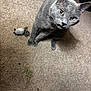 cat, gray_cat, carpet, toy_mouse, laundry_basket, indoor, pet, curious, feline, floor, door, animal, whiskers, ears, eyes, paws, household, domestic, closeup, looking_up