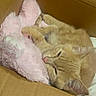 animal, cardboard_box, cat, cozy, cute, domestic_animal, ears, feline, fur, indoor, nap, orange_tabby, pet, pink, relaxed, resting, sleeping, soft, stuffed_animal, whiskers