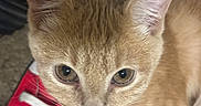 Rio joined the competition — help win amazing prizes! casual, cat, close_up, cozy, curious, eyes, feline, floor, fur, indoor, kitten, orange_tabby, paws, pet, pink_nose, red, shoe, sneaker, whiskers, white_laces