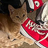 animal, carpet, casual, cat, closeup, converse, curious, domestic, fabric, footwear, indoor, kitten, lying_down, orange_tabby, paw, pet, red_shoe, shoe, sneaker, white_shoe