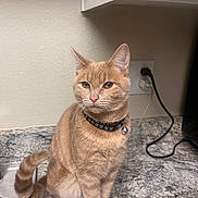 Rio is registered to the contest to win money with this photo: cat, orange_tabby, pet, animal, collar, kitchen, countertop, sink, tail, ears, whiskers, domestic_cat, feline, indoor, curious, sitting, neutral_background, granite, cabinet, plug