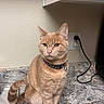 animal, cabinet, cat, collar, countertop, curious, domestic_cat, ears, feline, granite, indoor, kitchen, neutral_background, orange_tabby, pet, plug, sink, sitting, tail, whiskers