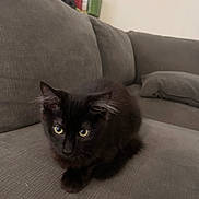 Scar joined the competition — help win amazing prizes! animal, black_cat, cat, couch, cozy, curious, cute, domestic_animal, feline, fur, gray_couch, household, indoor, living_room, looking, pet, resting, soft_fur, yellow_eyes, young_cat