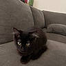 animal, black_cat, cat, couch, cozy, curious, cute, domestic_animal, feline, fur, gray_couch, household, indoor, living_room, looking, pet, resting, soft_fur, yellow_eyes, young_cat