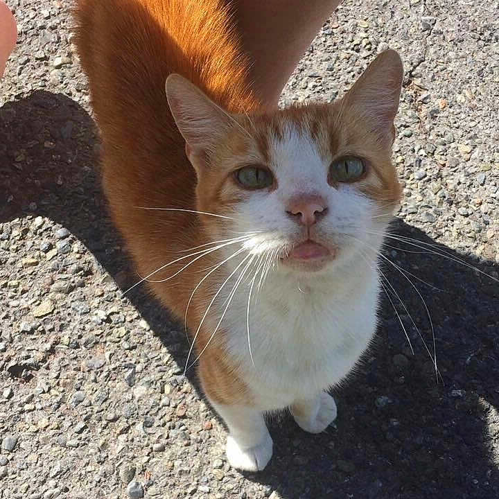 Lucky joined the competition — help win amazing prizes! animal, asphalt, cat, close_up, daylight, ears, eyes, fur, human_leg, looking_up, mouth, nose, orange_cat, outdoor, pet, shadow, sunlight, texture, whiskers, white_cat