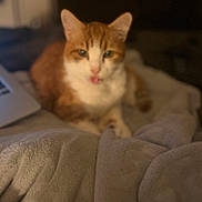 Lucky joined the competition — help win amazing prizes! animal, blanket, blurred_background, cat, cozy, cute, domestic_cat, ears, face, feline, indoor, lying_down, orange_cat, pet, resting, soft_texture, tongue_out, warm_lighting, whiskers, white_cat