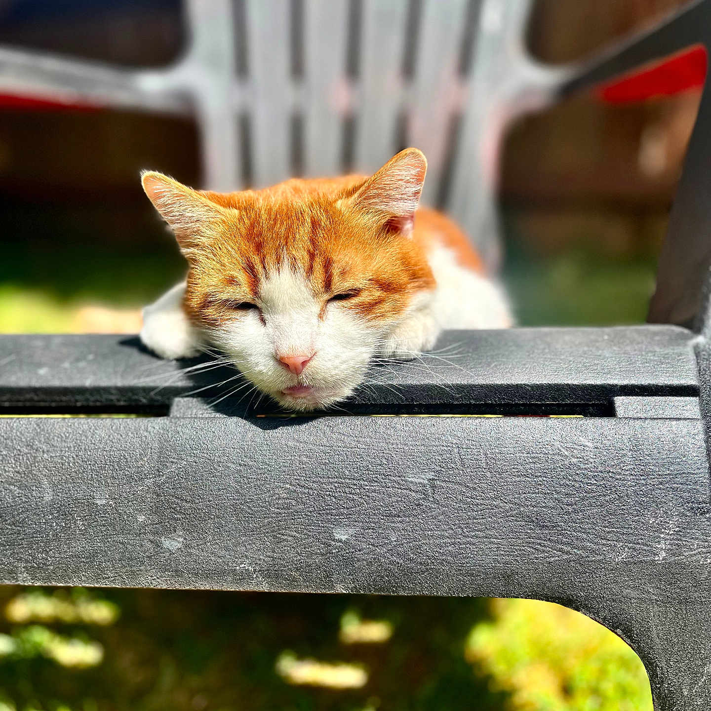 Lucky is registered to the contest to win money with this photo: cat, orange_cat, white_cat, sleeping, resting, chair, plastic_chair, outdoor, sunlight, garden, feline, pet, animal, closeup, relaxing, daylight, nature, whiskers, fur, peaceful