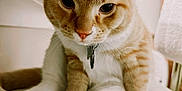 Simba is registered to the contest to win money with this photo: cat, ginger_cat, white_paws, collar, pet, animal, indoor, close_up, sitting, curious, feline, whiskers, ears, paw, texture, fur, tag, looking_down, domestic_cat, cute