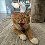 Simba is registered to the contest to win money with this photo: cat, orange_tabby, pet, indoor, carpet, stretching, furniture, wooden_chair, table, collar, mouth_open, whiskers, paws, floor, home, animal, cute, relaxed, furry, domestic