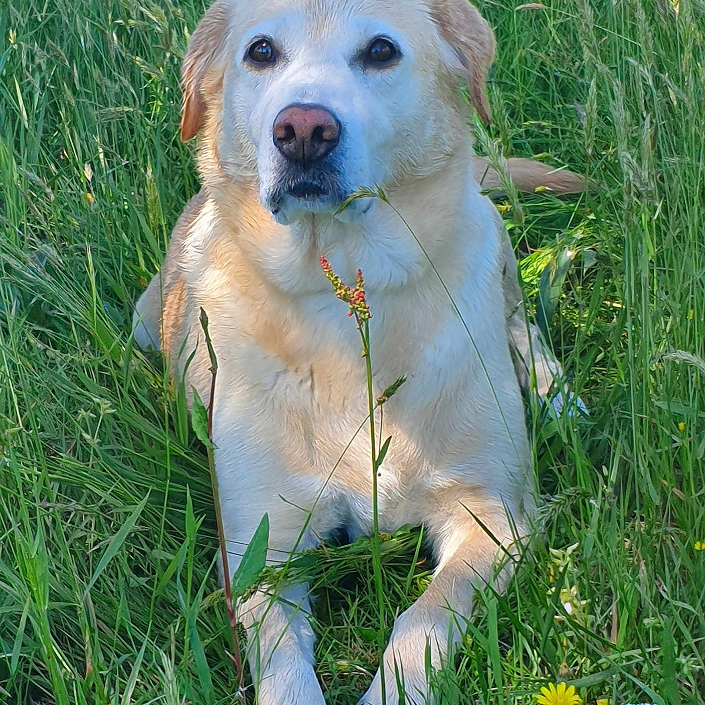 Pusia participe au concours pour gagner de l'argent avec cette photo : animal, bird, canine, daisy, dog, field, flower, goldenretriever, grass, grassland, herbal, herbs, labradorretriever, nature, outdoors, pet, plant, puppy, vegetation, whitedog