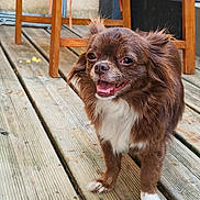 Tekila a rejoint le concours — aidez-le/la à gagner de superbes lots ! dog, brown_dog, white_fur, happy, smiling, pet, outdoor, wooden_deck, wooden_chair, fur, small_dog, animal, tongue_out, ears_up, daylight, canine, closeup, standing, domestic_animal, friendly