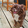 dog, brown_dog, white_fur, happy, smiling, pet, outdoor, wooden_deck, wooden_chair, fur, small_dog, animal, tongue_out, ears_up, daylight, canine, closeup, standing, domestic_animal, friendly