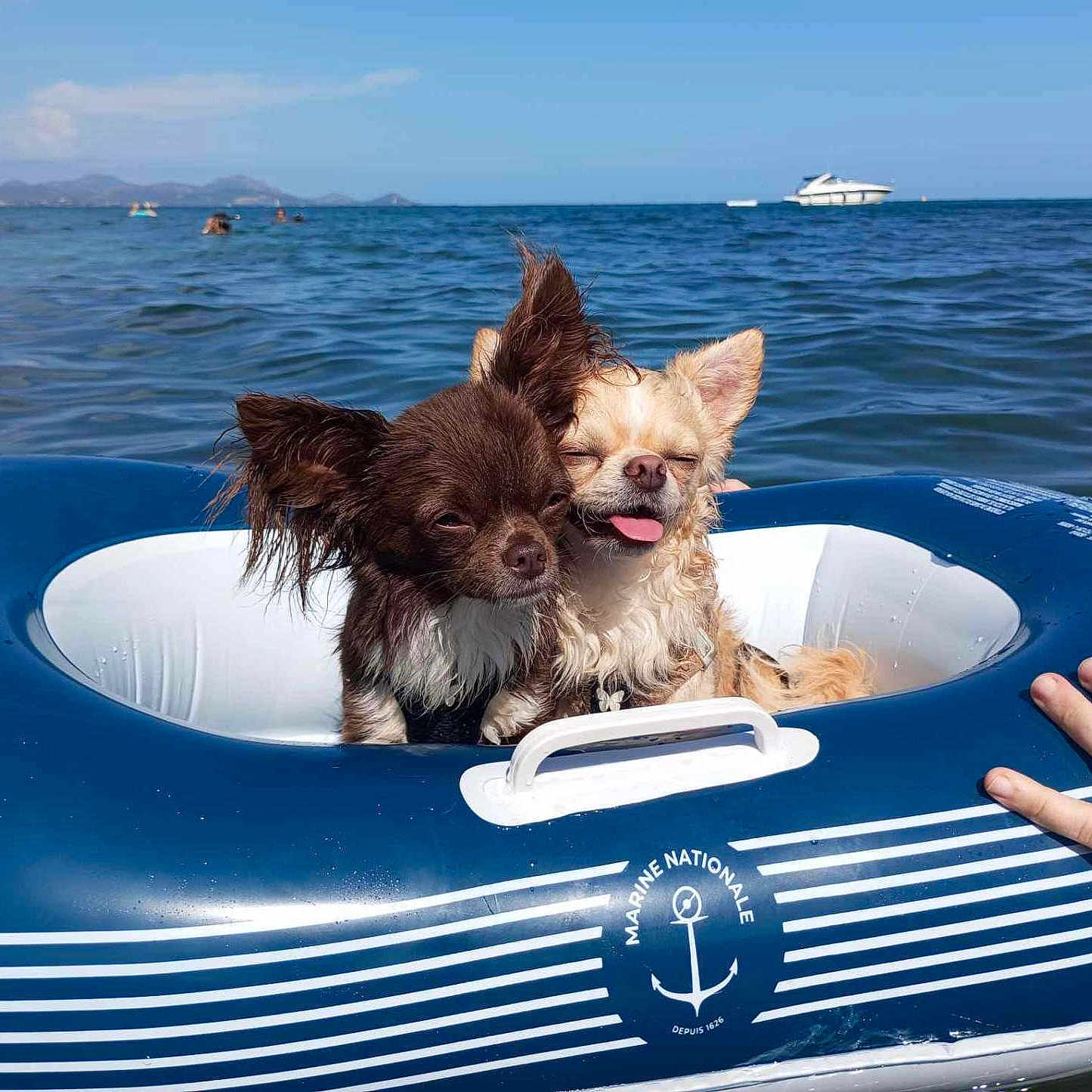 Tekila participe au concours pour gagner de l'argent avec cette photo : dog, chihuahua, inflatable_ring, water, sea, ocean, blue_sky, boat, mountains, sunny, pet, wet_dog, floating, outdoor, summer, cute, animal, snuggle, tongue_out, hand