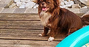 Tekila a rejoint le concours — aidez-le/la à gagner de superbes lots ! dog, brown_dog, small_dog, happy, outdoor, wooden_deck, grass, white_stones, inflatable_pool, blue_balls, tongue_out, fluffy_ears, pet, smiling, summer, garden, playful, animal, cute, daylight