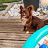 dog, brown_dog, small_dog, happy, outdoor, wooden_deck, grass, white_stones, inflatable_pool, blue_balls, tongue_out, fluffy_ears, pet, smiling, summer, garden, playful, animal, cute, daylight