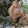 animal, cat, closeup, eyes, fluffy, fur, garden, greenery, lavender, long_hair, nature, outdoor, pet, plants, portrait, relaxed, rocks, sitting, whiskers, wild