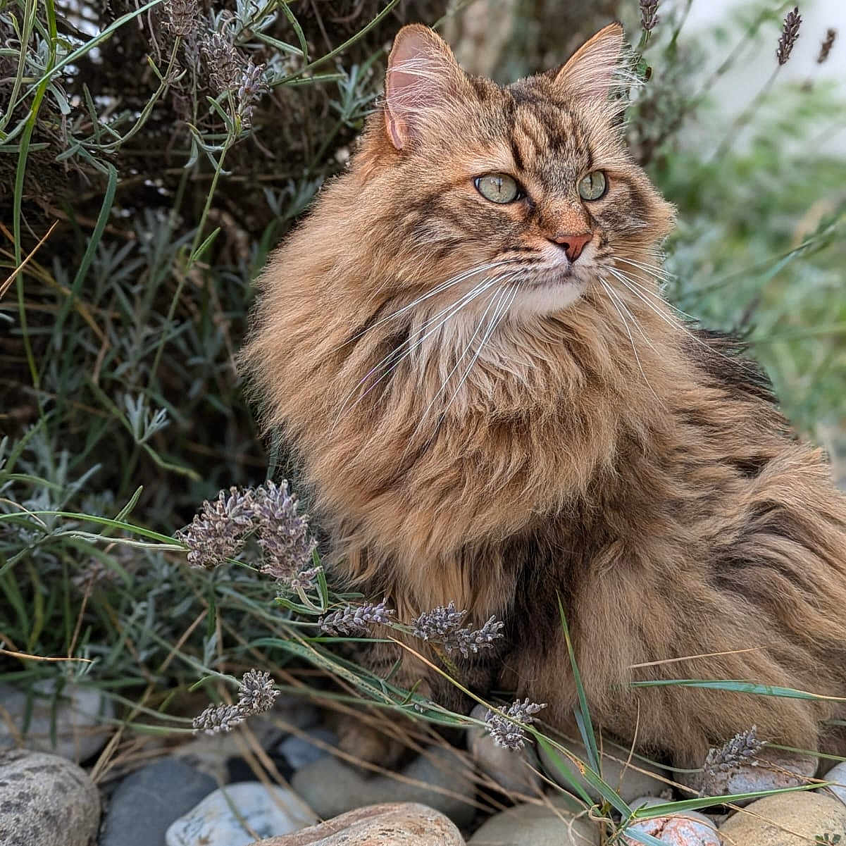 Boulba participe au concours pour gagner de l'argent avec cette photo : animal, cat, closeup, eyes, fluffy, fur, garden, greenery, lavender, long_hair, nature, outdoor, pet, plants, portrait, relaxed, rocks, sitting, whiskers, wild