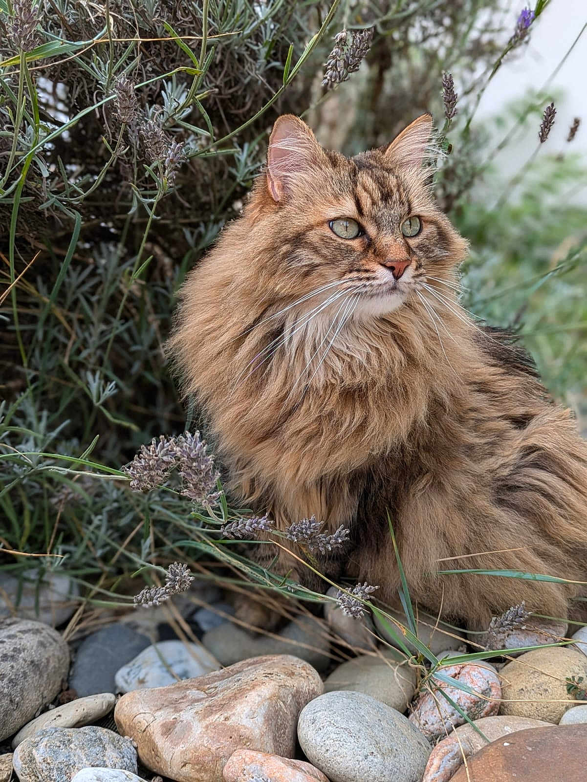 Boulba participe au concours pour gagner de l'argent avec cette photo : animal, cat, closeup, eyes, fluffy, fur, garden, greenery, lavender, long_hair, nature, outdoor, pet, plants, portrait, relaxed, rocks, sitting, whiskers, wild