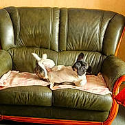 Vladimir a rejoint le concours — aidez-le/la à gagner de superbes lots ! dog, french_bulldog, pet, animal, lying_down, belly_up, relaxed, sleepy, leather_sofa, loveseat, blanket, indoor, living_room, furniture, wooden_wall, red_chair, cozy, portrait, home, funny