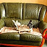 dog, french_bulldog, pet, animal, lying_down, belly_up, relaxed, sleepy, leather_sofa, loveseat, blanket, indoor, living_room, furniture, wooden_wall, red_chair, cozy, portrait, home, funny